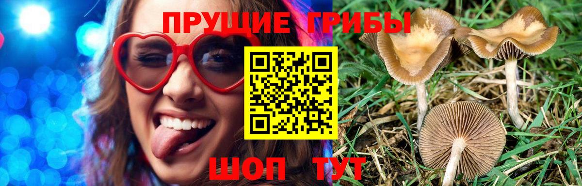 Псилоцибиновые грибы Cubensis Евпатория